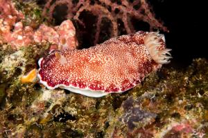 2017 Sulawesi & Halmahera